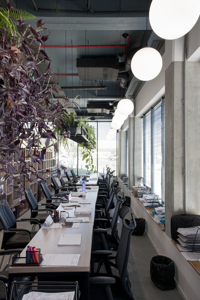 amenajare birouri open space showroom eurotigla cu lumina naturala plante suspendate si zona de lucru organizata