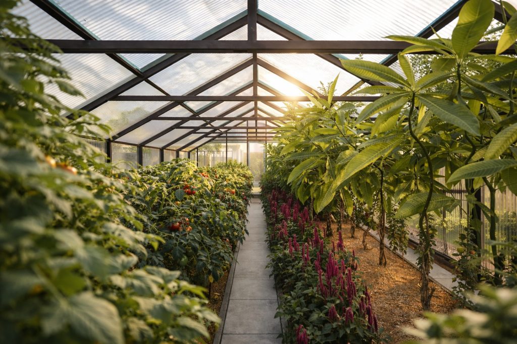 Interior seră grădină cu plante și alee centrală